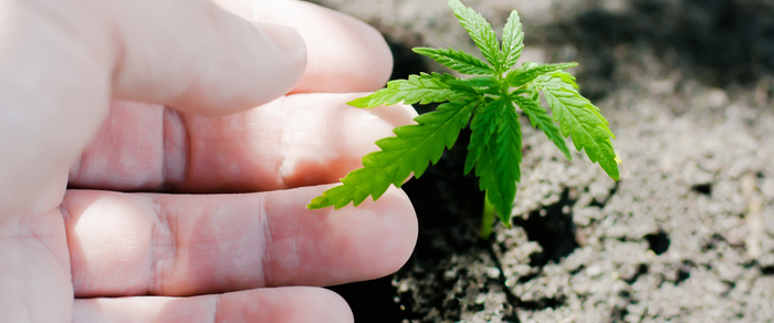 How To Make Sure Your Cannabis Seedlings Thrive