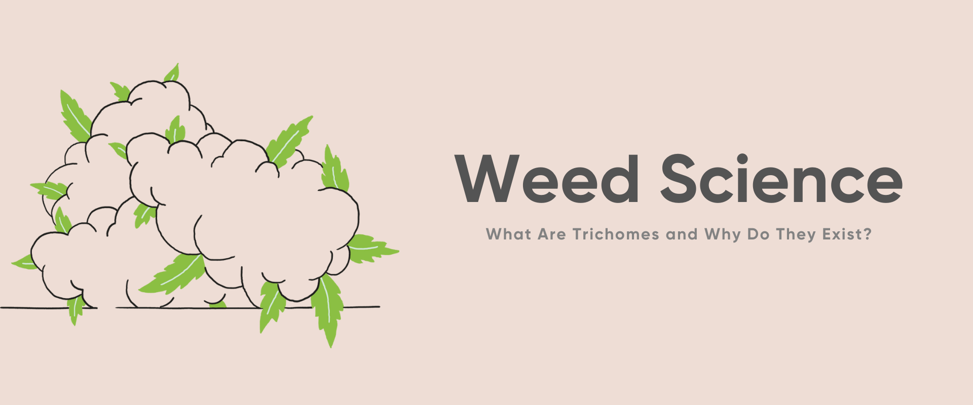 What Are Trichomes and Why Do They Exist?