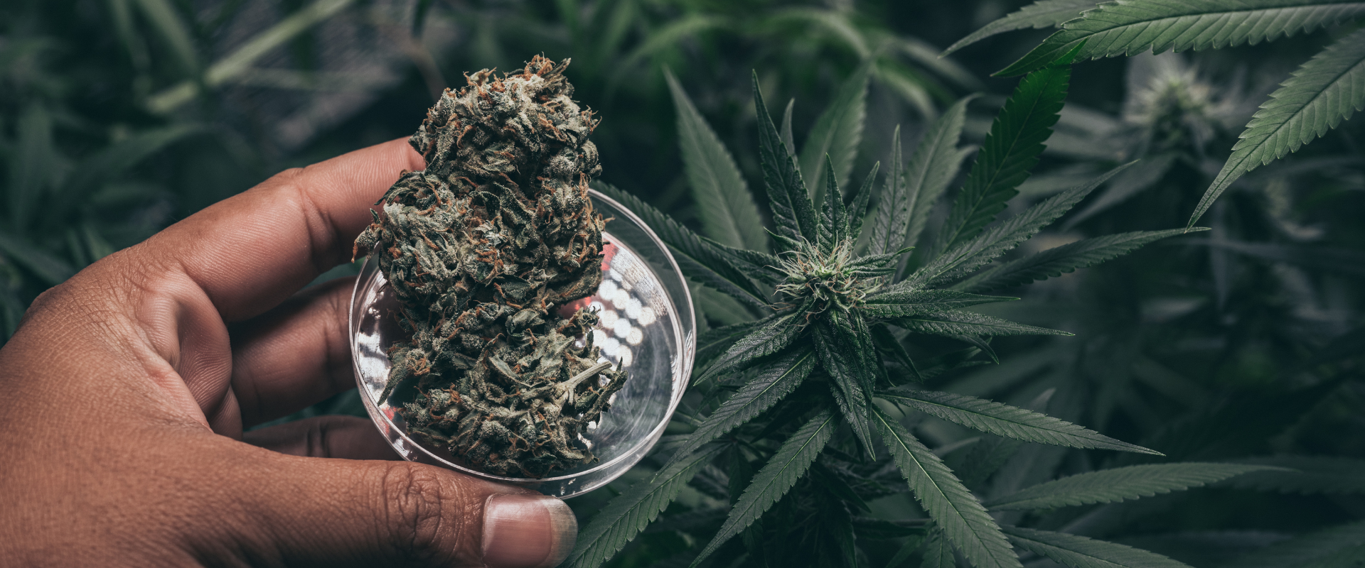 3 Tips to Keep Your Weed Fresh